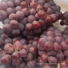 Wholesale Box Style Storage Packaging Fresh Grapes Grapes Fruit Grapes Fresh